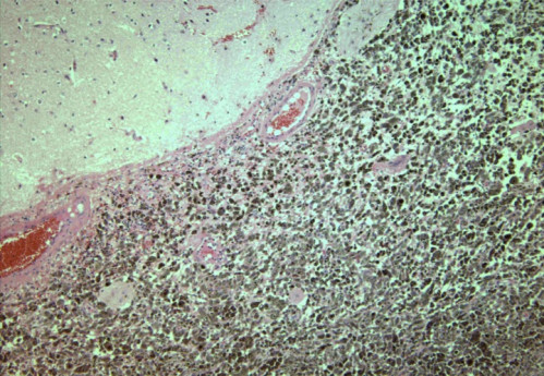 Mikroskopie - Histologie