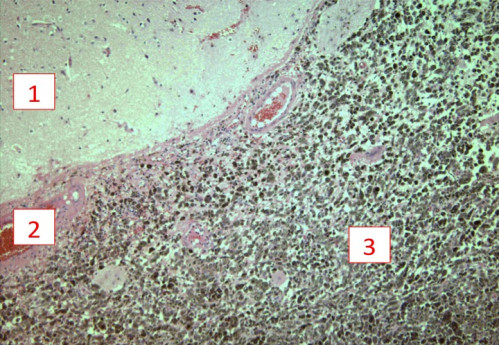 Mikroskopie - Histologie nummeriert