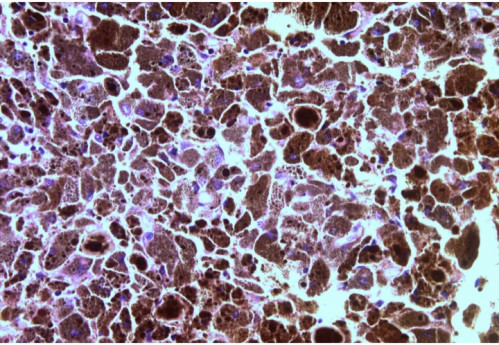 Mikroskopie - Histologie nah