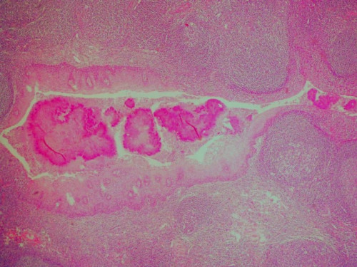 Mikroskopie - Histologie