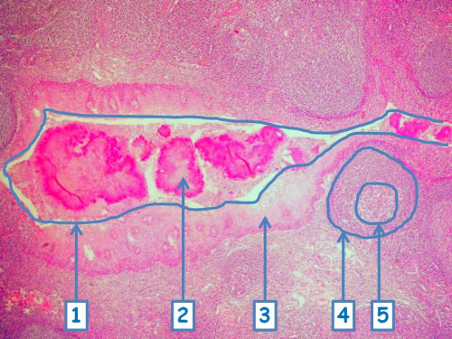 Mikroskopie - Histologie 1 nummeriert