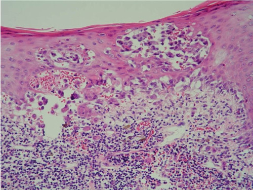 Mikroskopie - Histologie