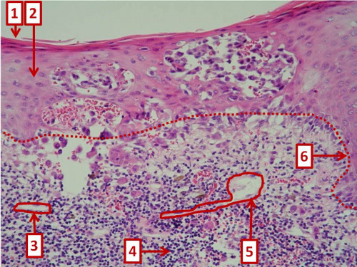 Mikroskopie - Histologie nummeriert 1