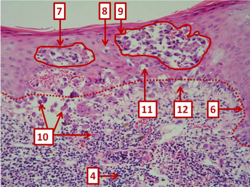 Mikroskopie - Histologie nummeriert 2