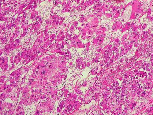 Histologie