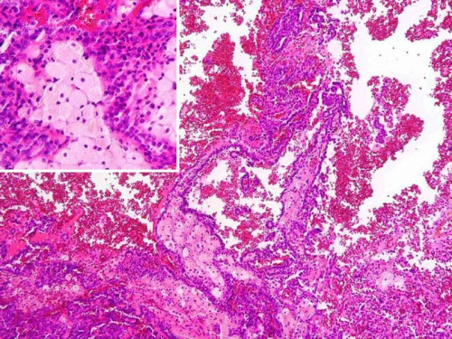 Mikroskopie - Histologie