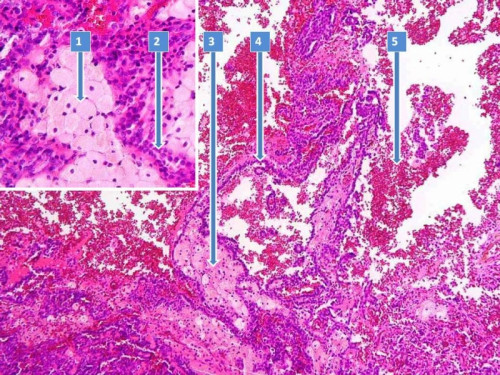 Mikroskopie - Histologie nummeriert